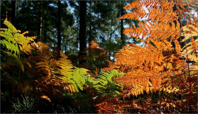Adršpach, podzim 2006
