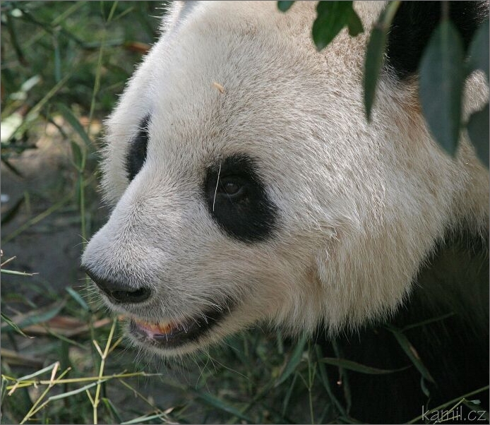 Chengdu [Čchenk-tu]