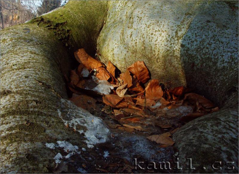 Konopi�t�, 28.1.2006