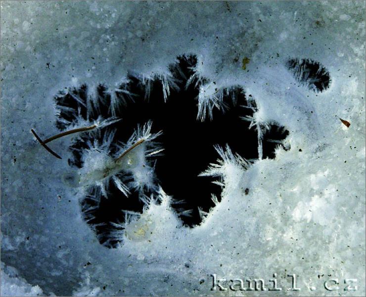 Konopi�t�, 28.1.2006