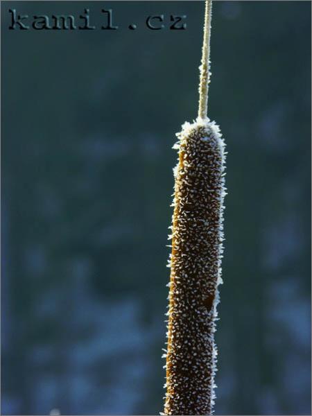 Konopi�t�, 28.1.2006