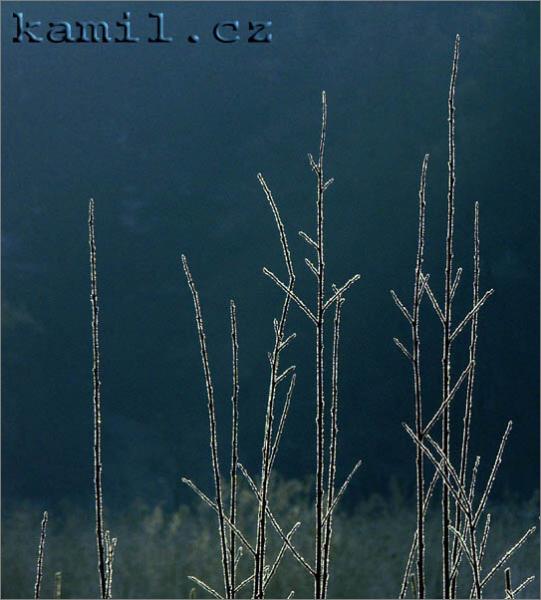 Konopi�t�, 28.1.2006