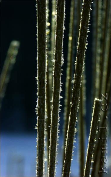 Konopi�t�, 28.1.2006
