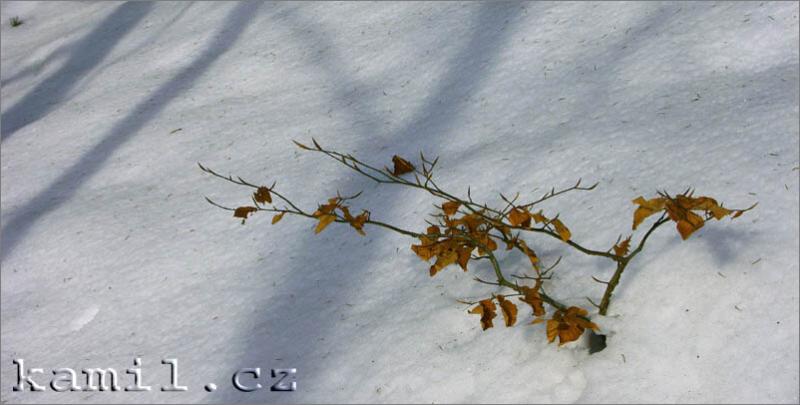 Konopi�t�, 28.1.2006
