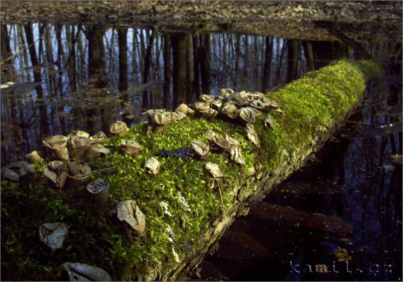 Mochov a okolí, duben 2006
