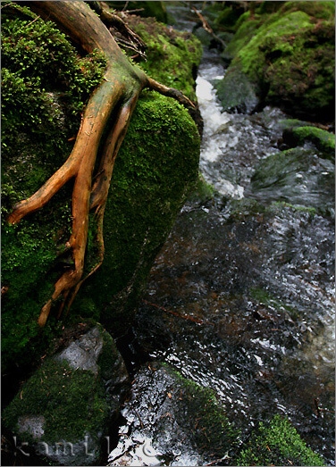 nálady Šumavy, léto 2006