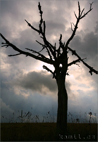 nálady Šumavy, léto 2006