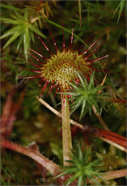 Šumava pod lupou, léto 2006