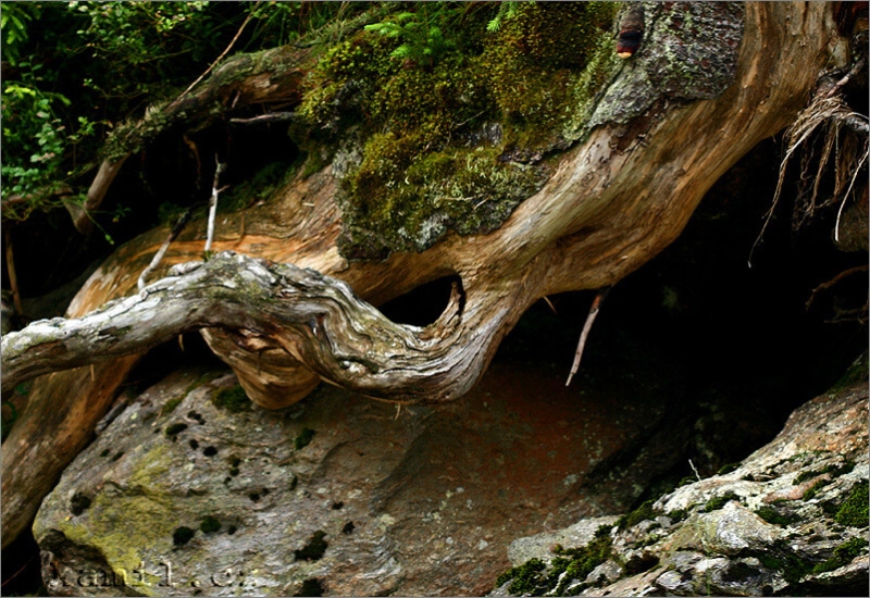 Šumava pod lupou, léto 2006